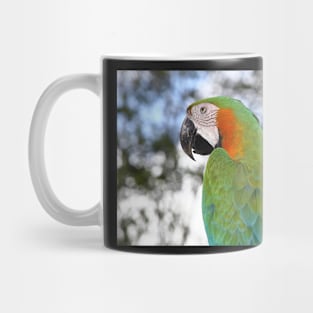 Harlequin Macaw Portrait Mug